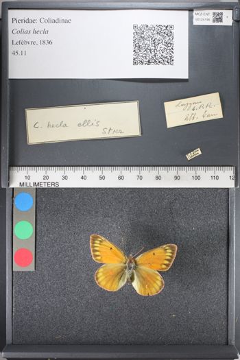 Media type: image;   Entomology 124196